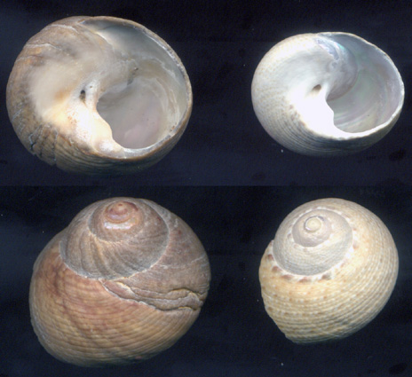 Phorcus mutabilis